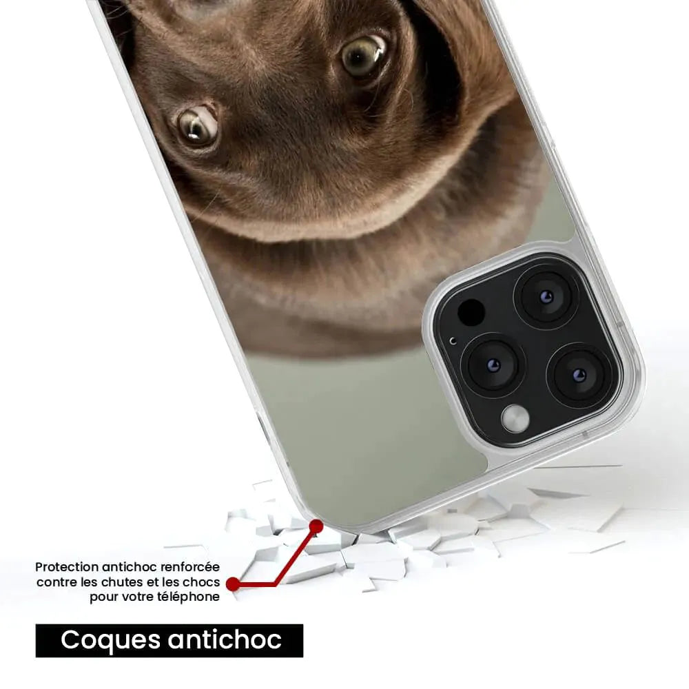 Chiot marron