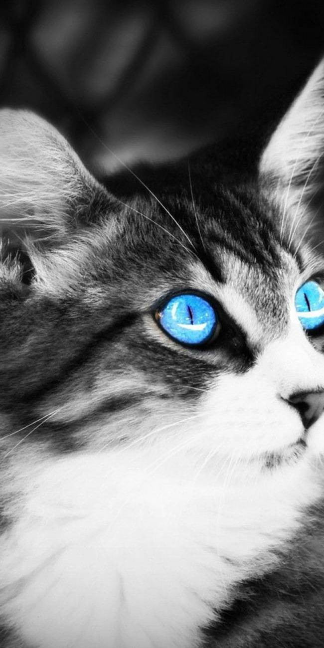 Chat yeux bleu
