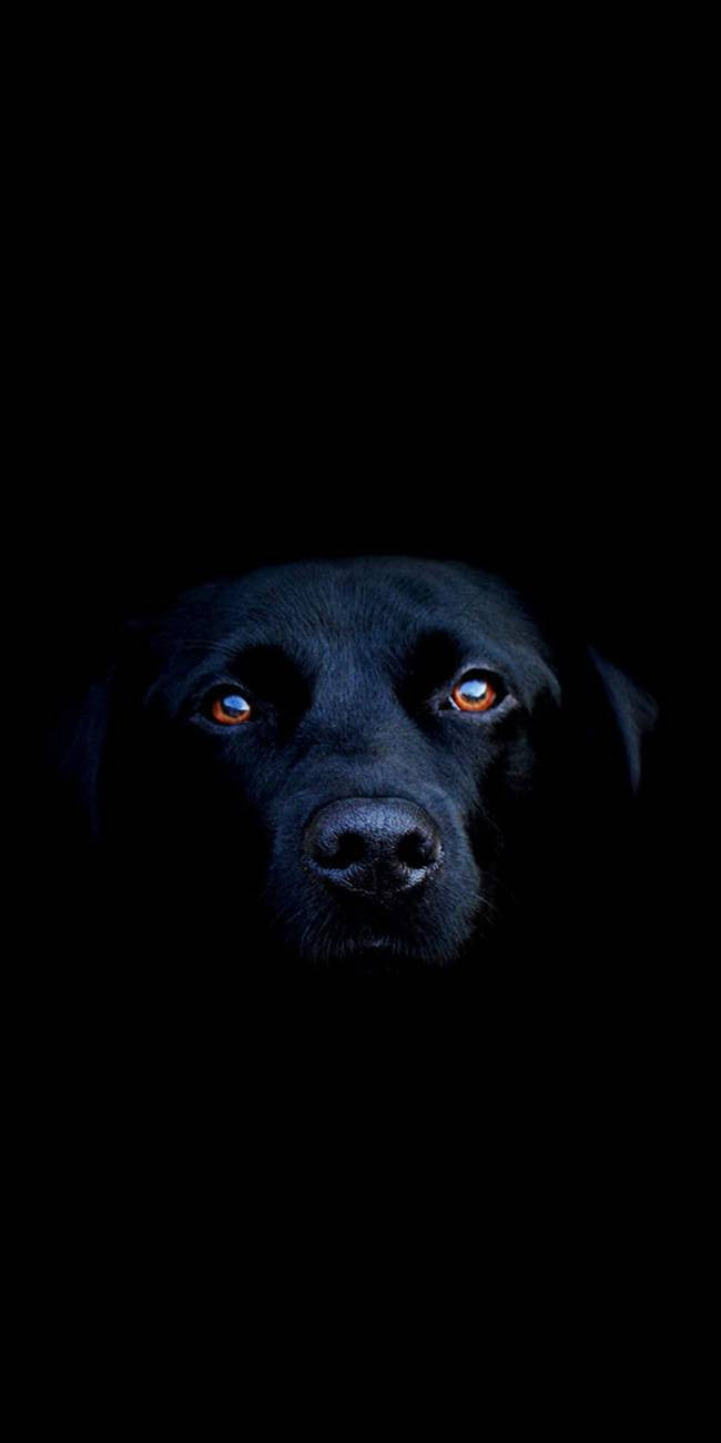 Chien noir