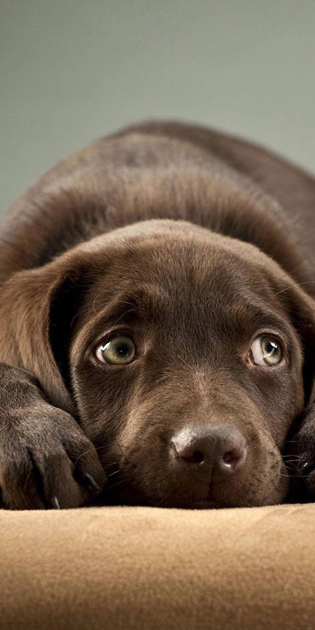 Chiot marron