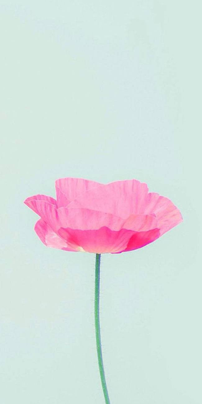 Fleur Rose
