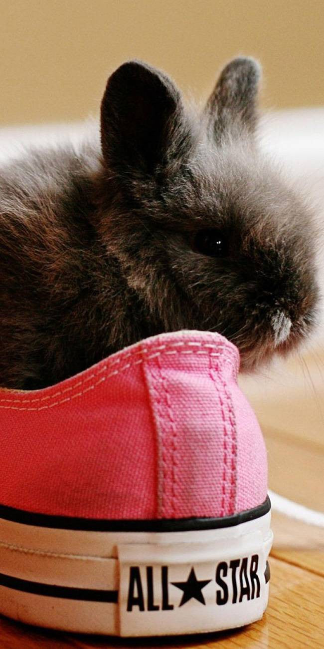 Lapin allstar