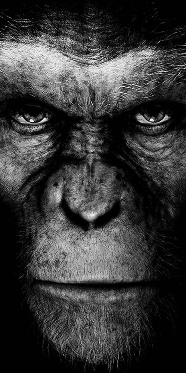 Singe