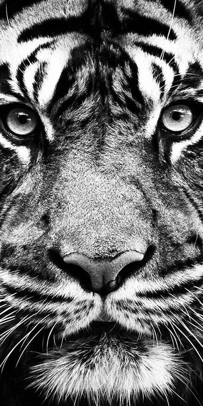 Tigre blanc et noir