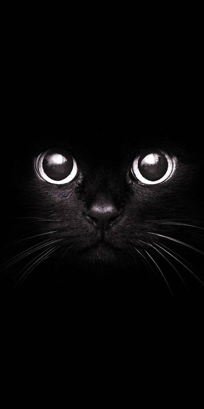 Yeux de chat