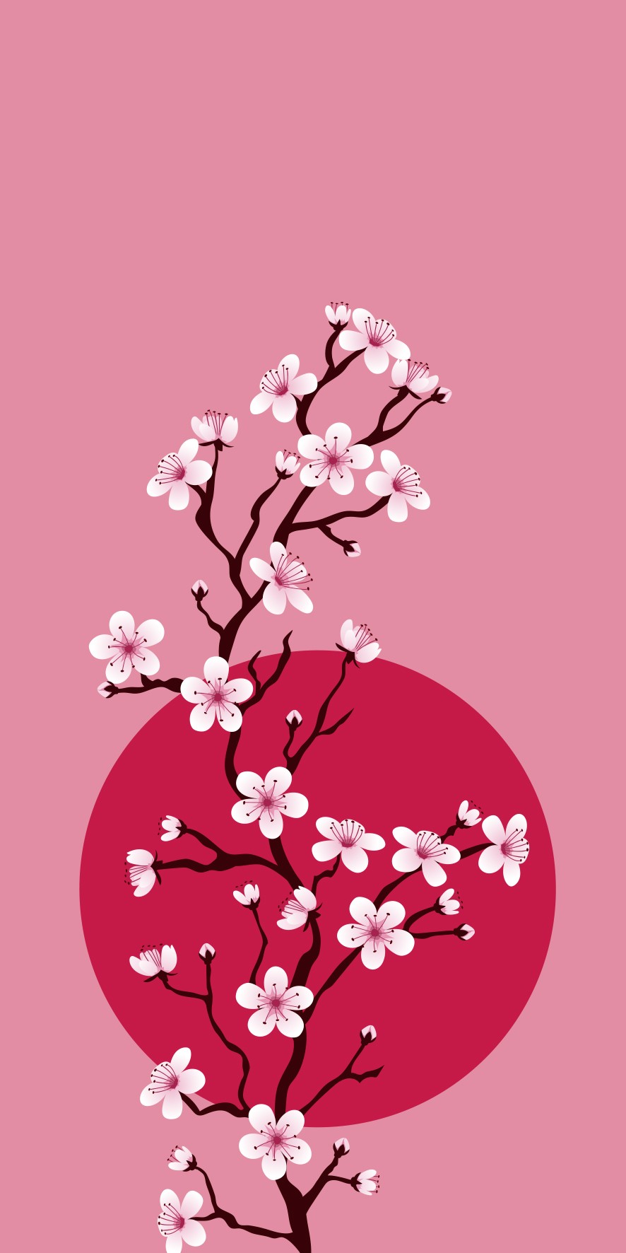 Cherry blossom