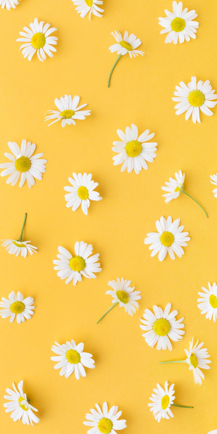 Marguerittes
