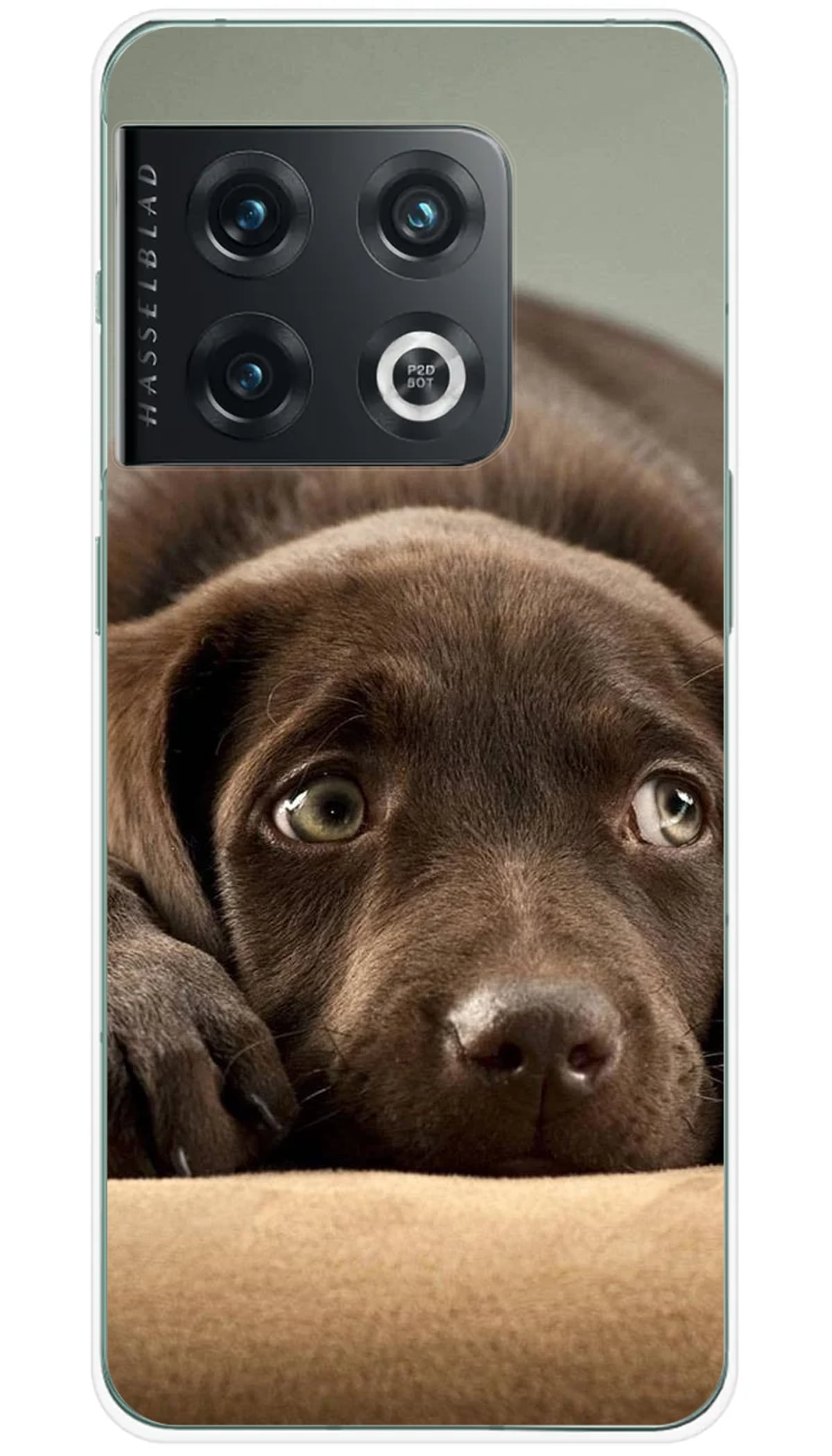 Coque OnePlus Chiot marron - 10 Pro 5G