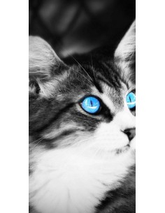 Chat yeux bleu