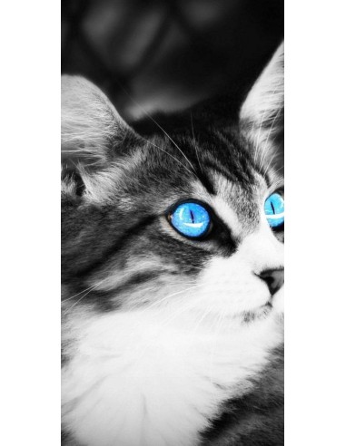 Chat yeux bleu