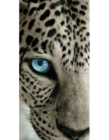 Oeil de léopard