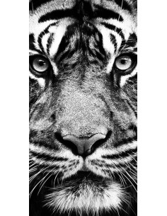 Tigre blanc et noir