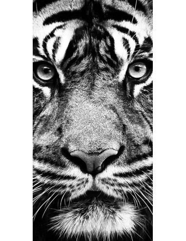 Tigre blanc et noir