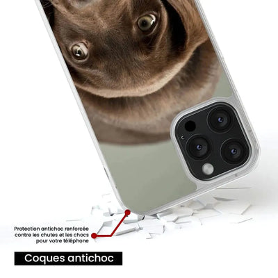 Chiot marron 