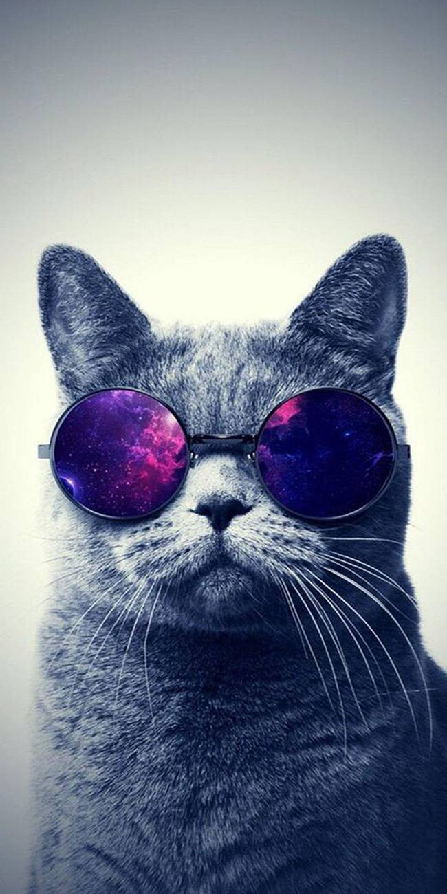 Chat à lunette