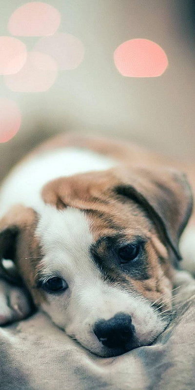 Chiot rêveur