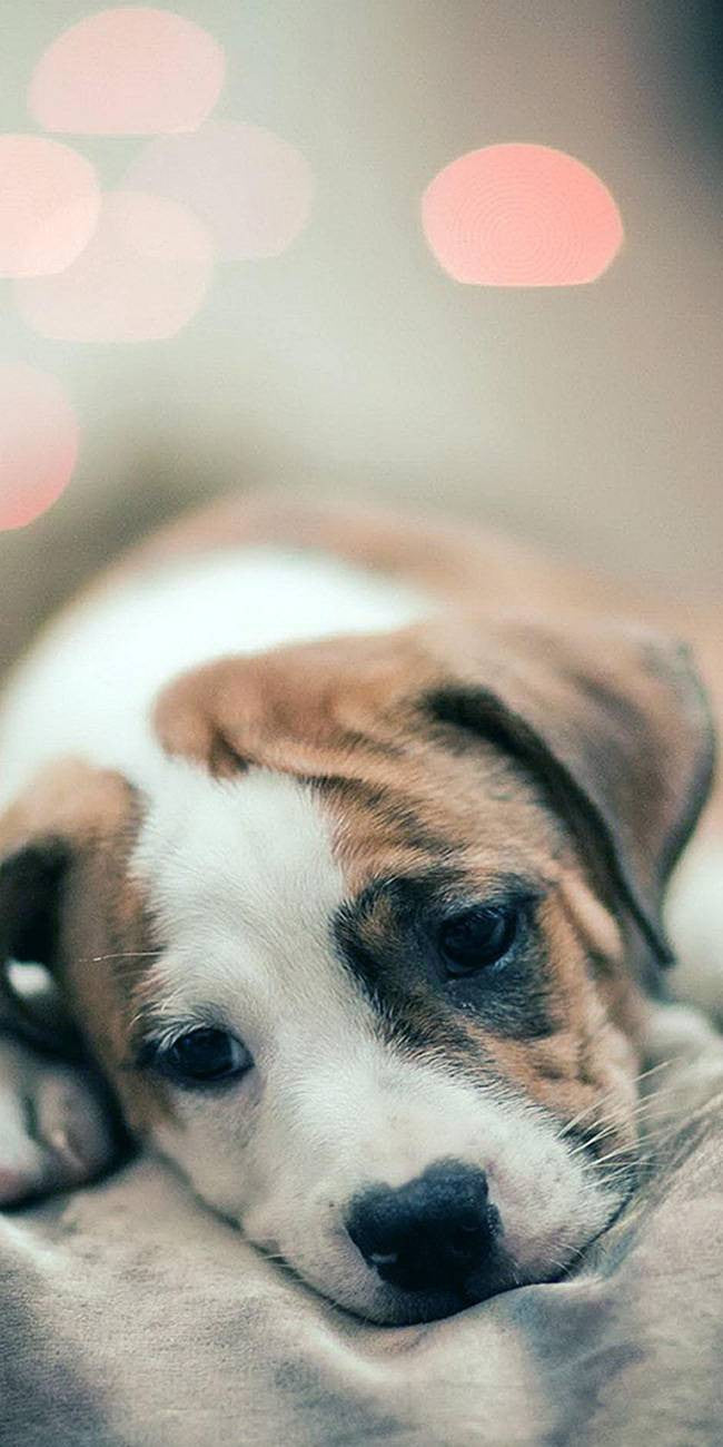 Chiot rêveur