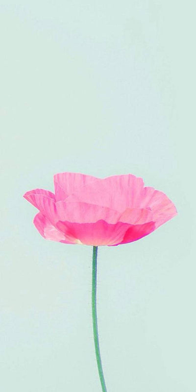 Fleur Rose