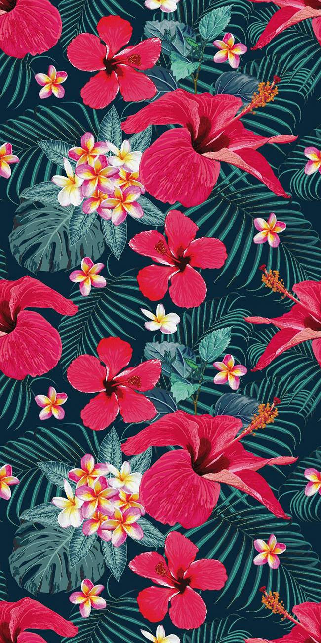 Hibiscus Fuchsia