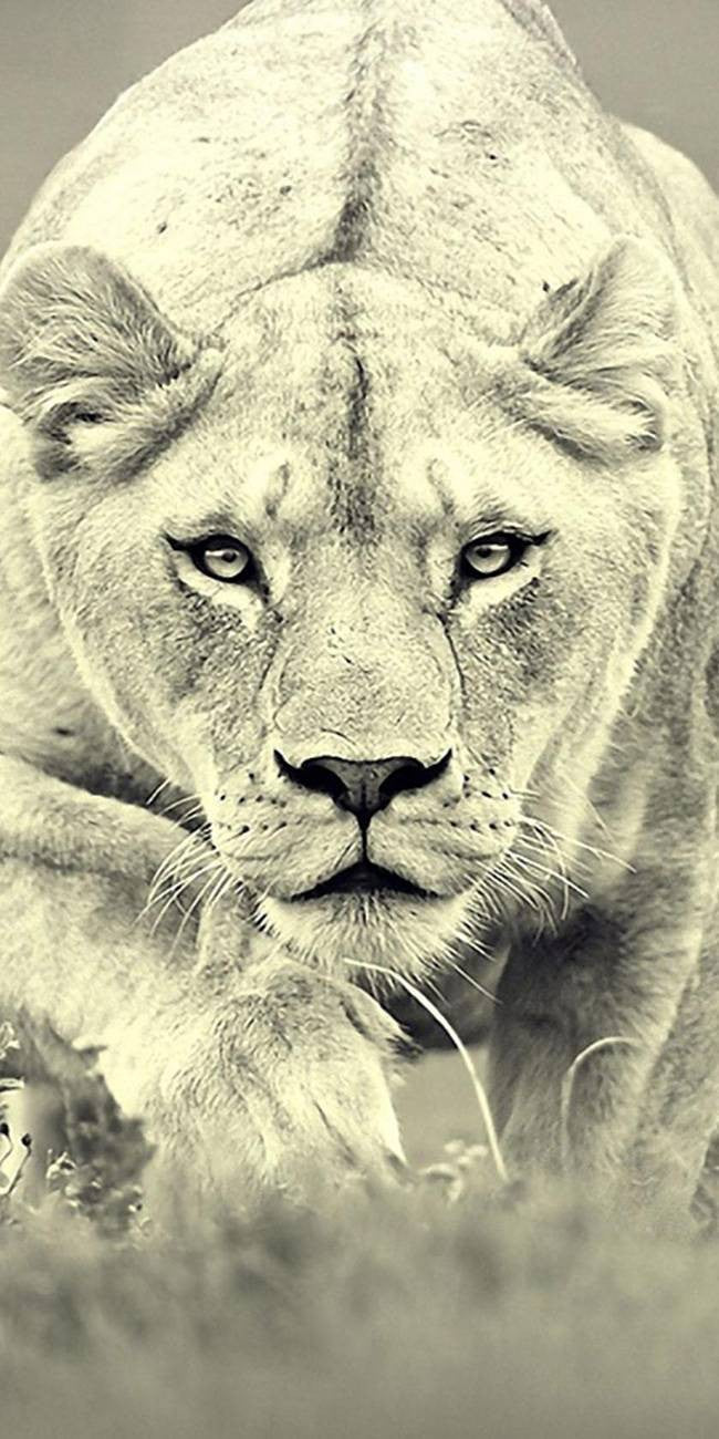 Lionne