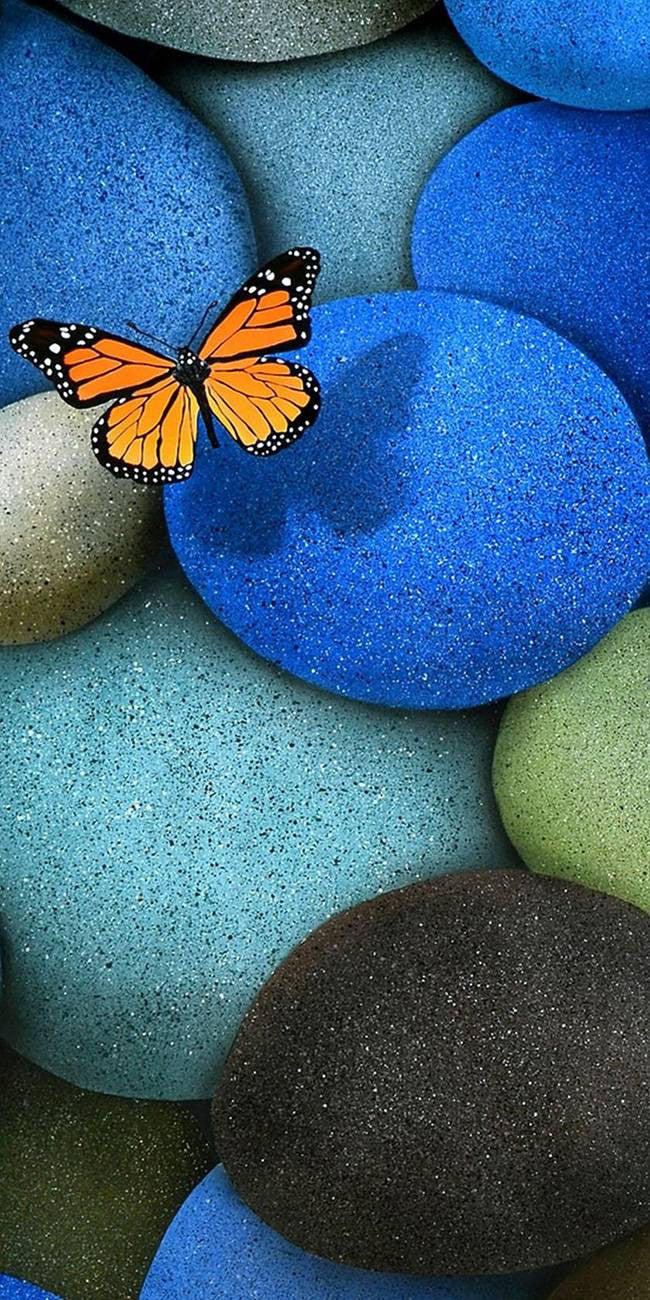 Papillon galet bleu
